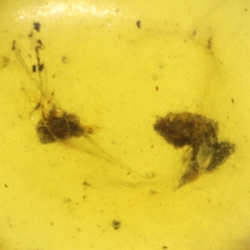 Genuine Amber Ant Pendant