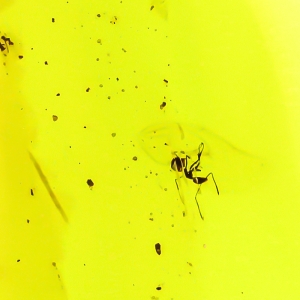 Dije de Ambar Natural Con Hormigas 45 mm x 22 mm