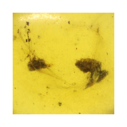 Genuine Amber Ant Pendant