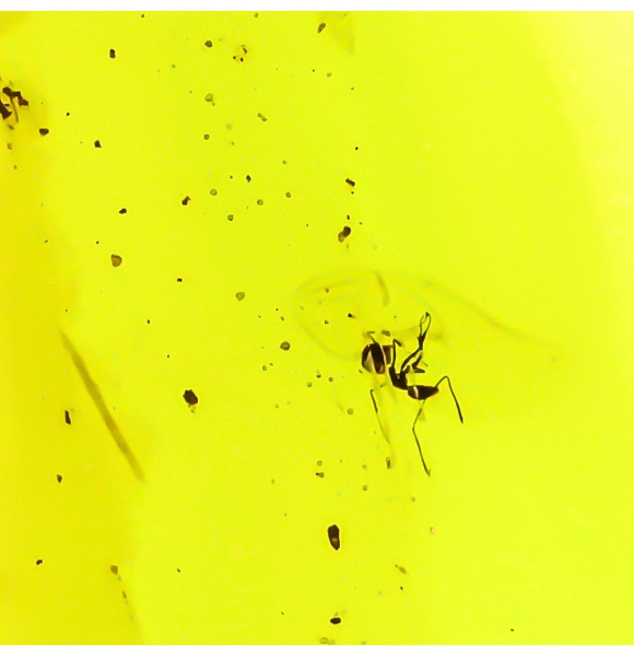 Dije de Ambar Natural Con Hormigas 45 mm x 22 mm