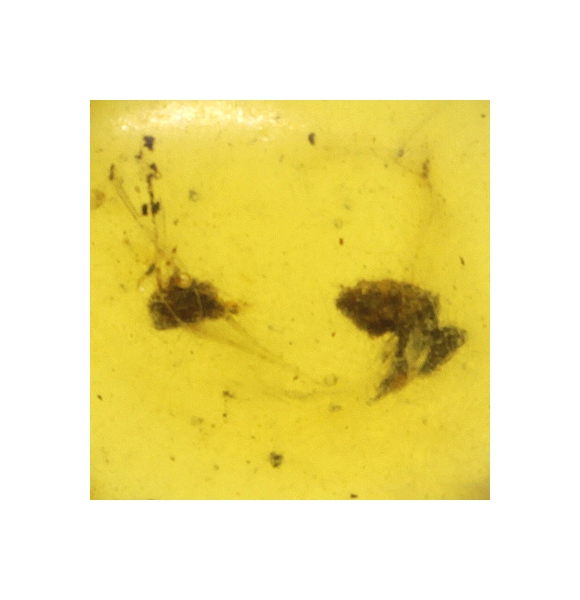 Genuine Amber Ant Pendant